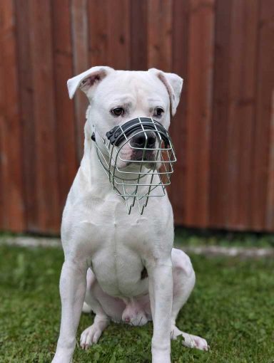 Weißer Hund mit Maulkorb sitzt im Gras vor einer Holzlattenzaun.