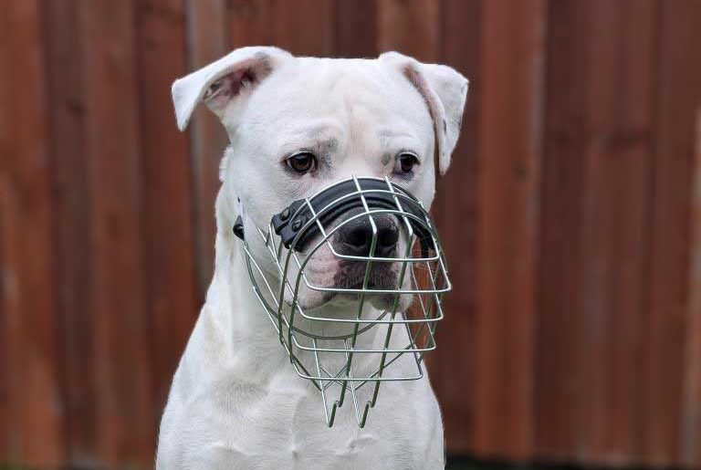 Maulkorb und die psychologische positive Wirkung Weißer Hund mit Maulkorb vor einem Holzzaun.