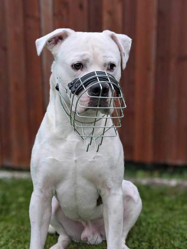 Weißer Hund mit Maulkorb sitzt vor einem Holzzaun.