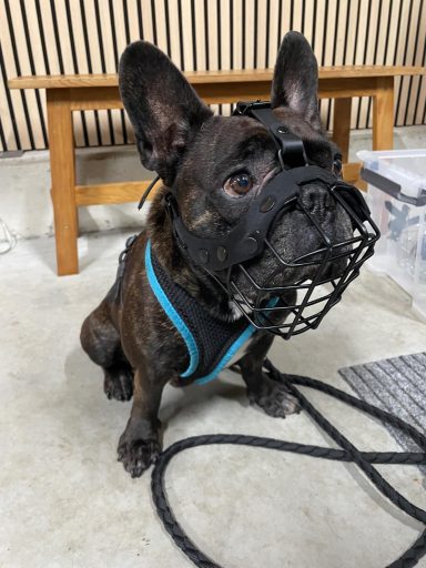 Maulkorb für Frenchie