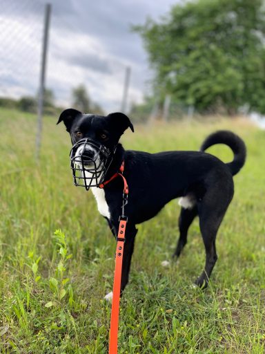 Schwarzer Hund mit Maulkorb steht auf einer Wiese, im Hintergrund ein Zaun und Bäume.