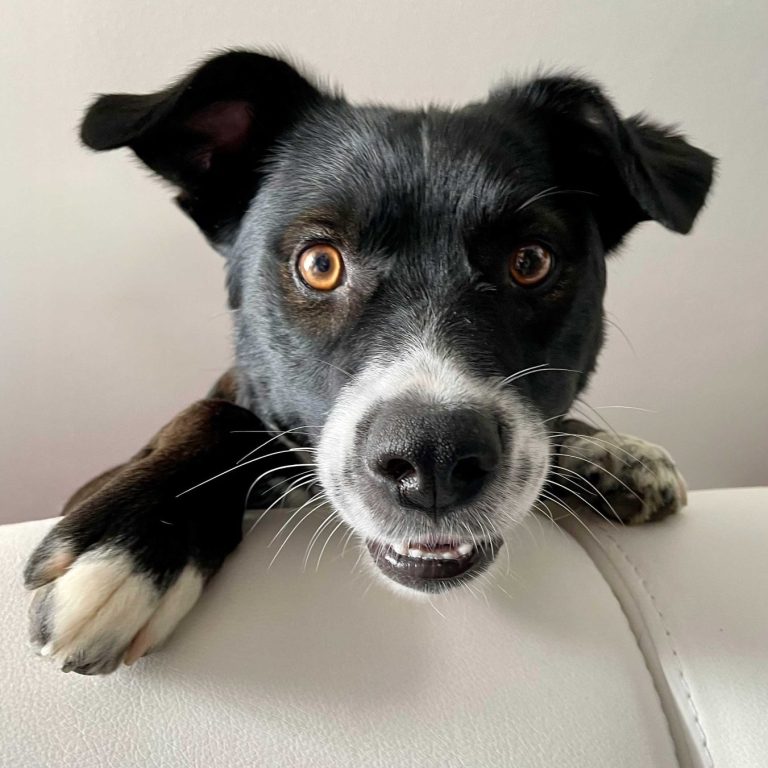 Schwarz-weißer Mischlingshund schaut neugierig über eine Couch.