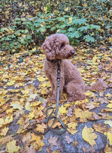 individuelle-erstellung-leine-biothane