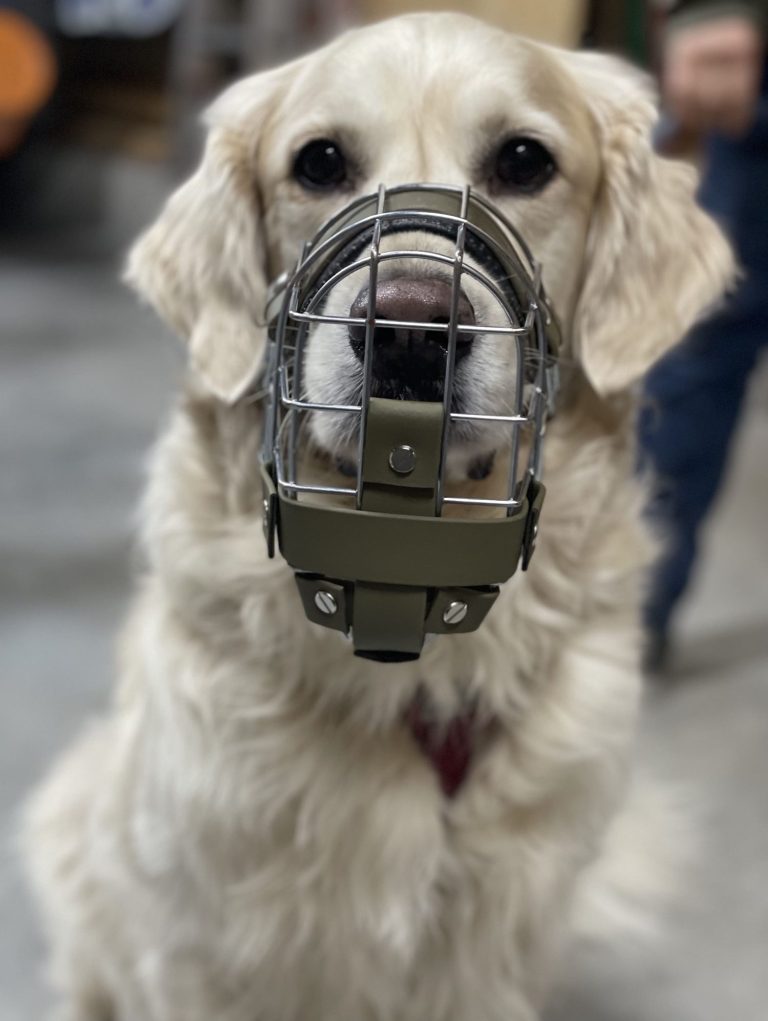 Ein Golden Retriever trägt einen Maulkorb in einer neutralen Umgebung.