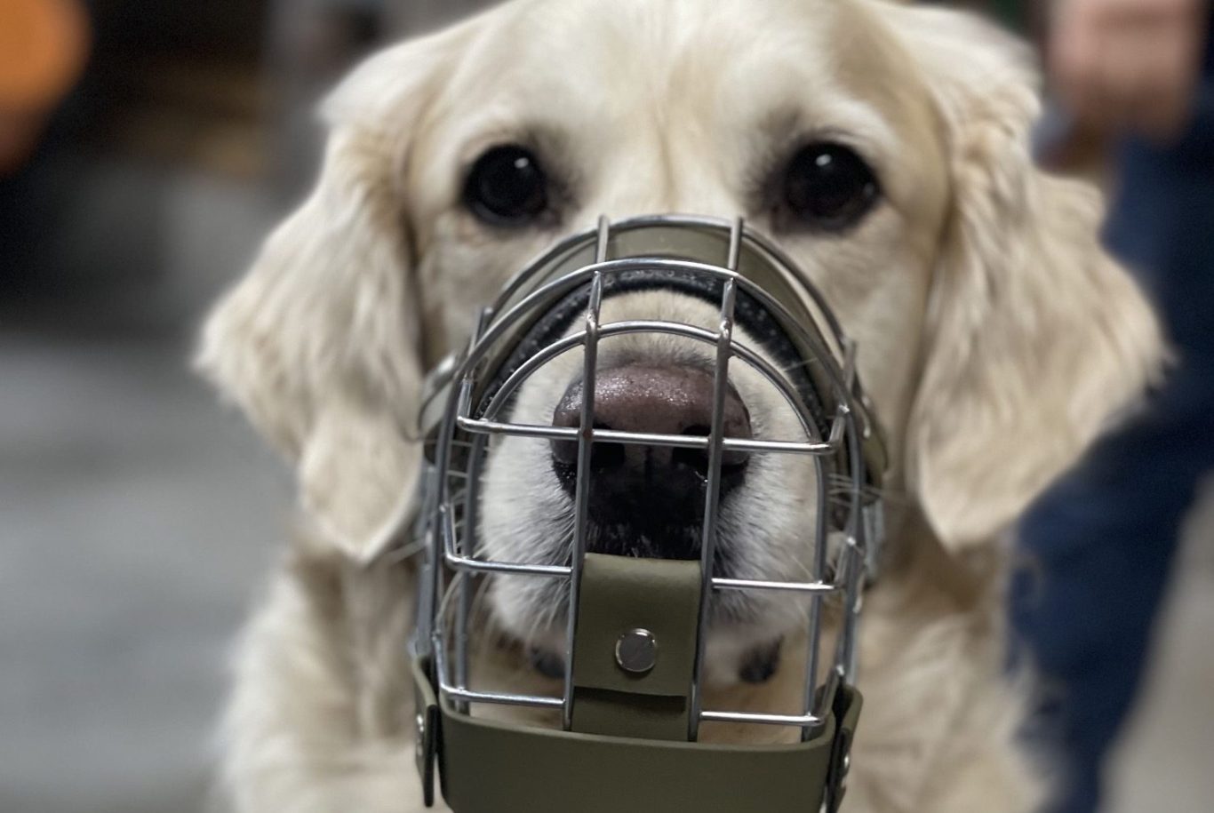 Biomechanik Fressschutz Helle Labrador-Hündin mit Maulkorb in einer Innenumgebung.