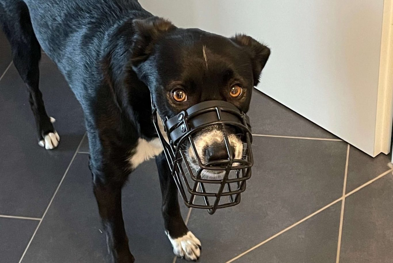 Biothane in der Maulkorb Anpassung Hundemaulkorb aus Metall mit passenden Gurten auf einem Holztisch ausgebreitet.