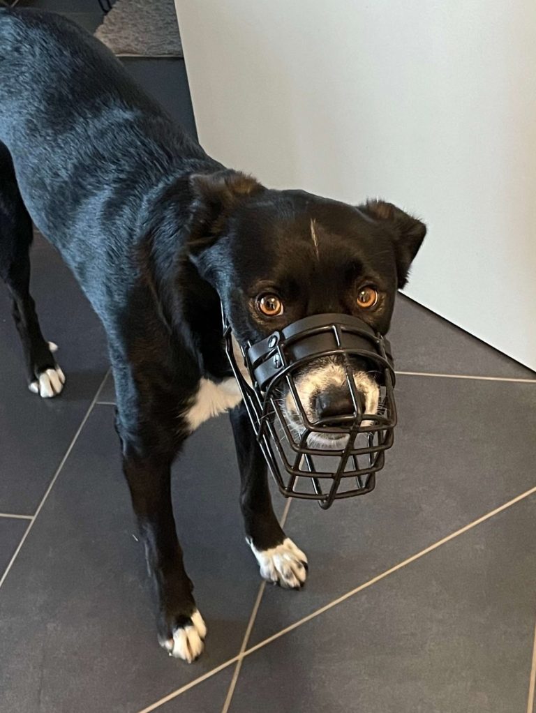 Hund mag Maulkorb nicht Schwarzer Hund mit einem Maulkorb steht auf einem Fliesenboden.