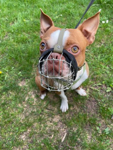 Maulkorb Boston Terrier