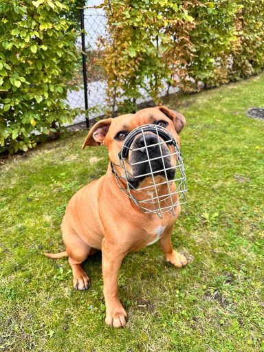 Maulkorbberatung in Langenzenn und Umgebung, Maulkorb-Anpassung, Nürnberg, Fürth, Erlangen