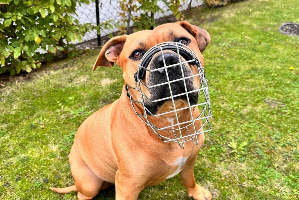 Der richtige Maulkorb Ein brauner Hund mit Maulkorb sitzt auf dem Rasen und schaut direkt in die Kamera.