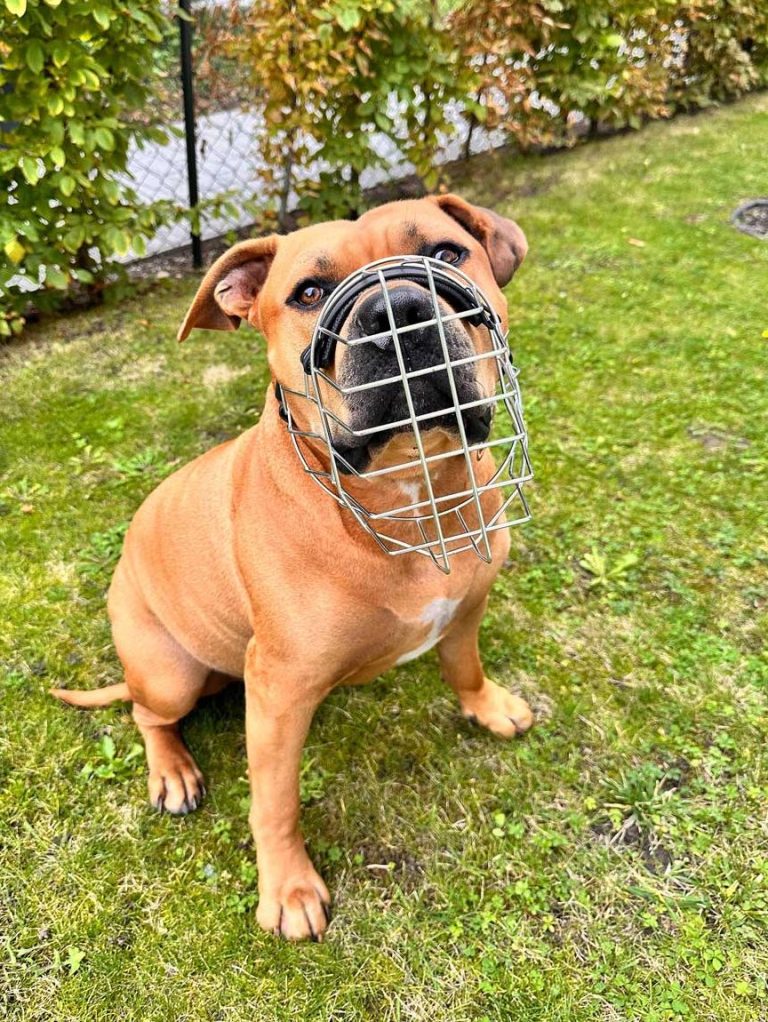 Ein brauner Hund mit Maulkorb sitzt auf grünem Gras im Freien.