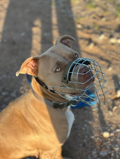 Maulkorb-langenzenn-beartung
