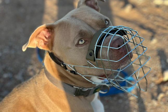 Sicherheits- und Pflegehinweise Hund mit Maulkorb, braunes Fell, blickt aufmerksam in die Kamera.