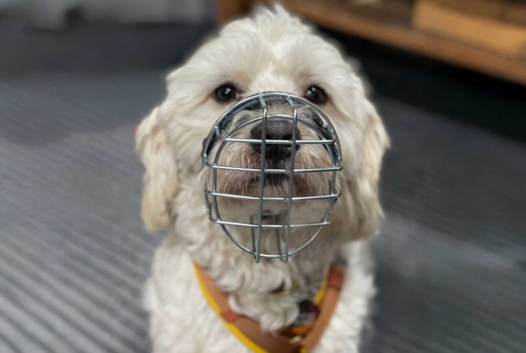 studio-schnauz-maulkorbberatung-fuerth