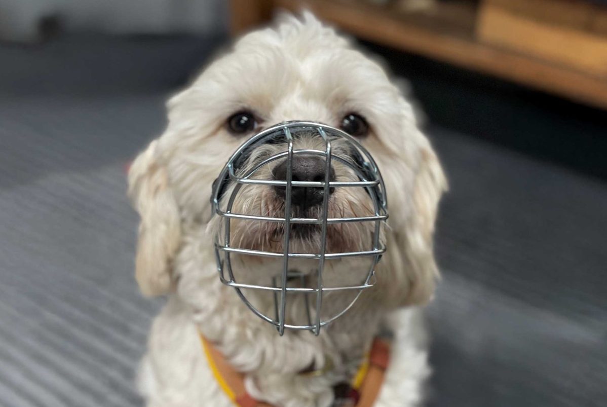 Das richtige Maulkorbtraining Ein weißer Hund mit einem Maulkorb aus Metall.