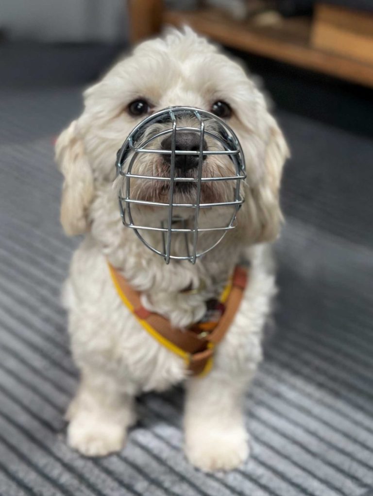 Hunde mit Maulkorb, sitzend auf einem grau gestreiften Boden.