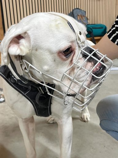 Maulkorb Boxer
