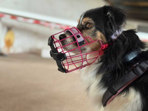individuelle Erstellung von Maulkorb