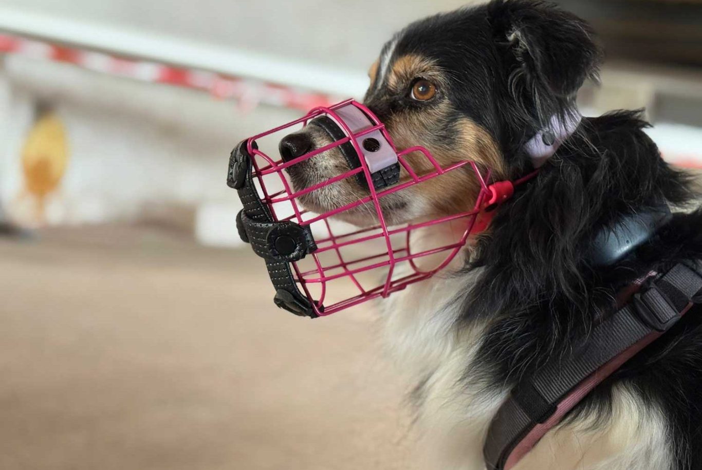 Vielleicht fragst du dich gerade Ein Hund mit einem pinken Maulkorb und einem Geschirr schaut zur Seite.