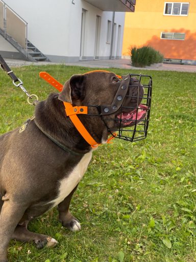 Maulkorb OldEnglisch Bulldog