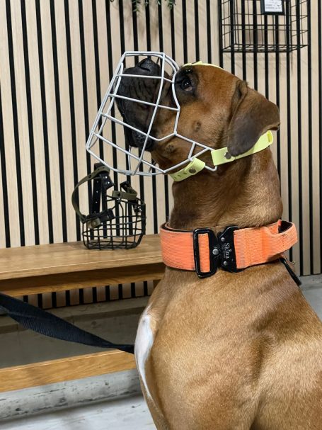 NACHHER: finaler Maulkorb für Boxer Odin Ein Hund mit Maulkorb und orangefarbener Leine sitzt in einer Innenraumumgebung.