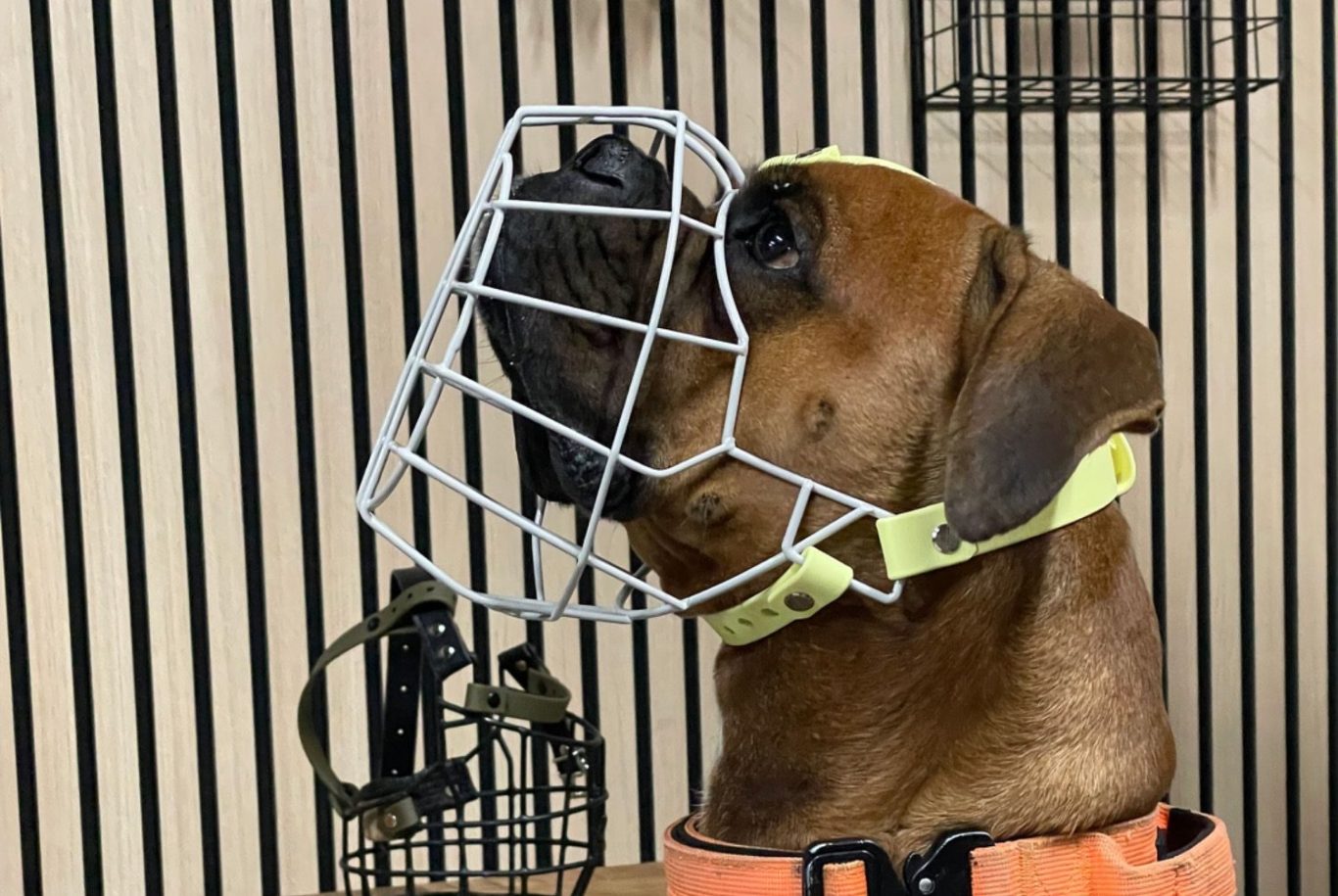 Was kostet ein Maulkorb? Schwarzer und weißer Hund mit einem Körbchenmaulkorb auf einem Holzuntergrund.