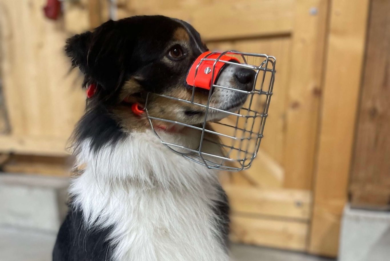 Was kostet ein Maulkorb? Schwarzer und weißer Hund mit einem Körbchenmaulkorb auf einem Holzuntergrund.