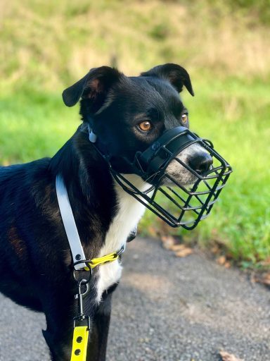 Maulkorbberatung in Erlangen und Umgebung, Maulkorb-Anpassung, Nürnberg, Fürth, Ansbach
