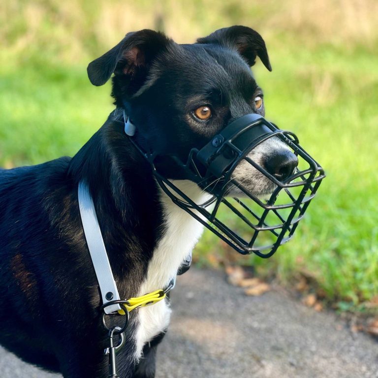 schwarzer Hund mit Maulkorb und hellblauem Halsband Schwarzer Hund mit Maulkorb und Geschirr steht draußen auf einem Weg.