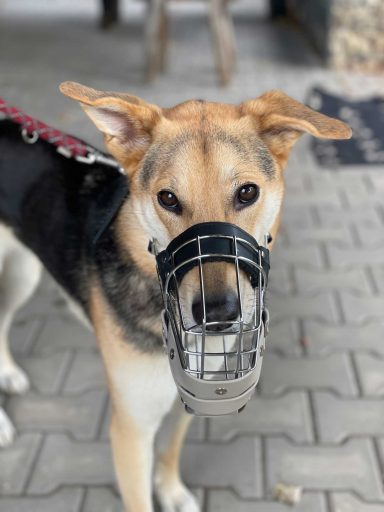 Maulkorbberatung in Langenzenn und Umgebung, Maulkorb-Anpassung, Nürnberg, Fürth, Erlangen, Fresschutz