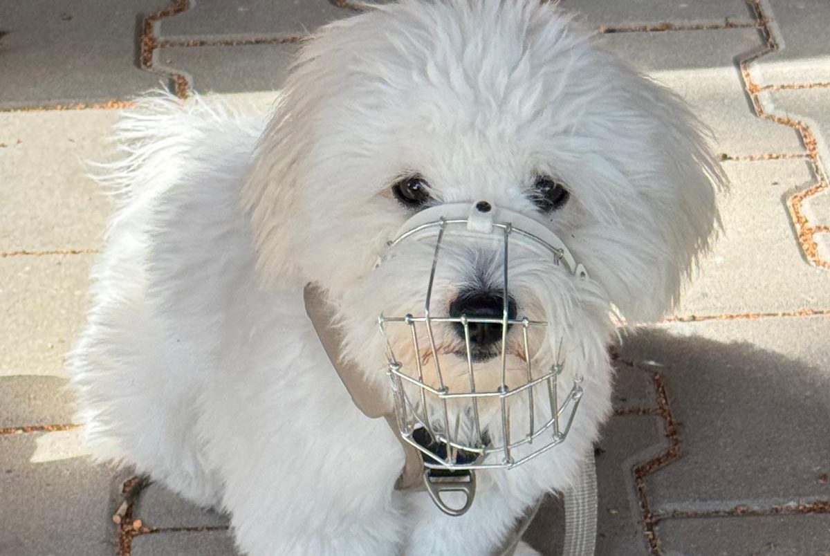 Maulkorb für kleine Hunde