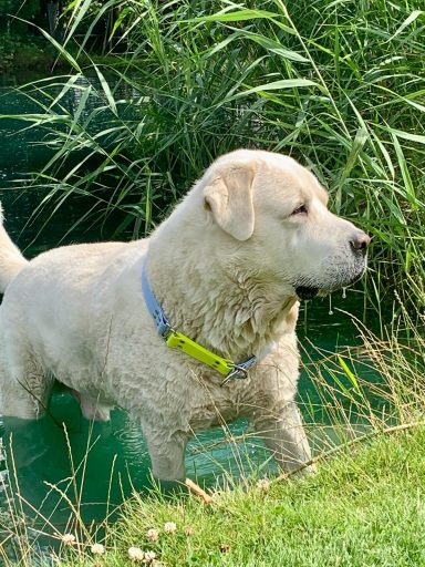 Ein gelber Labrador steht im Wasser, umgeben von hohem Grün.