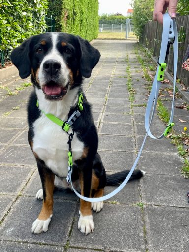 Schwarz-weißer Hund mit Halsband und Leine sitzt auf einem Gehweg zwischen Hecken.