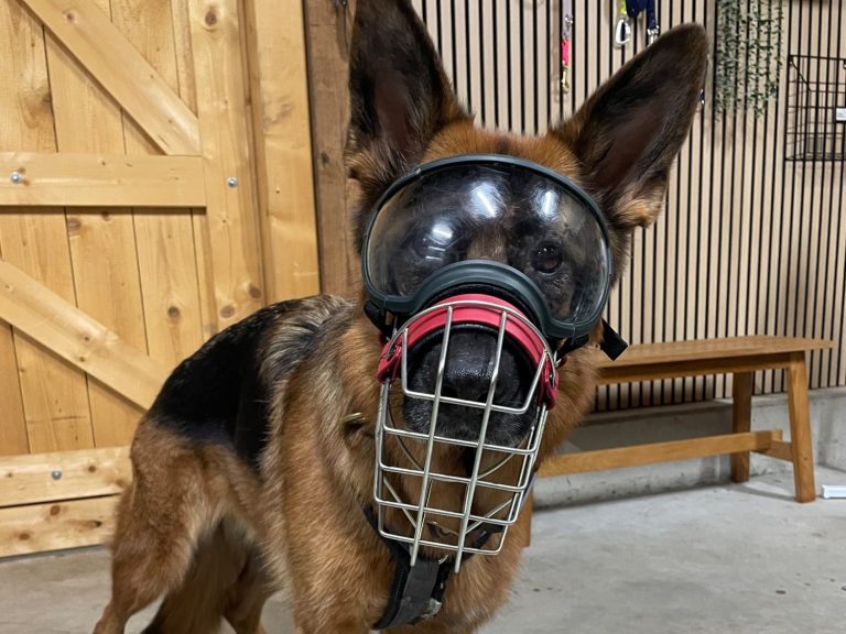 Maulkorb-für-Boxer