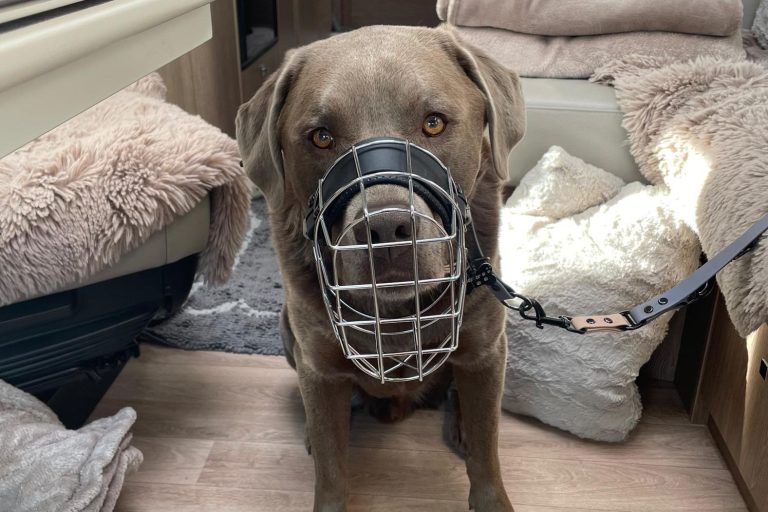 Brauner Labrador mit Maulkorb sitzt in einem Wohnwagen auf einem Teppich.