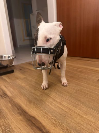 Ein Bullterrier mit Maulkorb steht auf einem Holzboden.